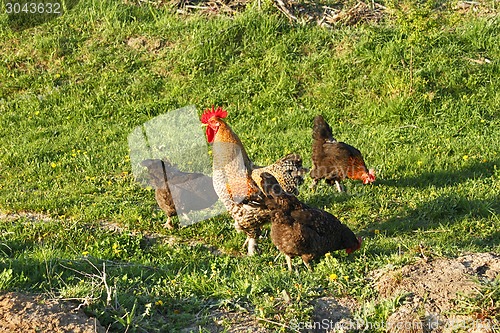 Image of Rooster and three hens on a meadow