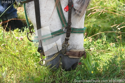 Image of Horse portrait