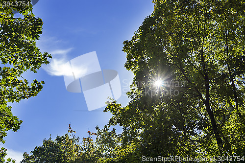 Image of Sun rays through foliage and blue sky