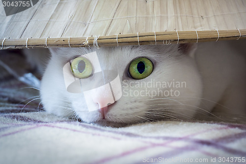 Image of The eyes of white cat