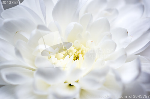 Image of White chrysanthemum macro