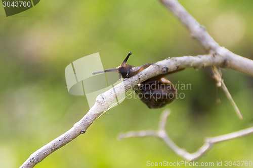 Image of Snail on twig in summer