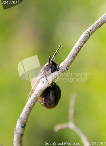 Image of Garden snail