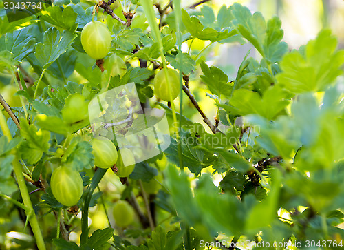 Image of Summer gooseberries