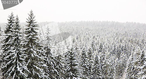 Image of Winter wild forest landscape 