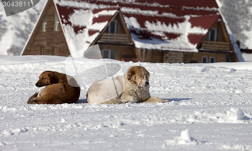 Image of Two dogs rest on snow in ski resort