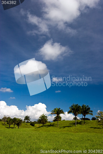 Image of Palm Trees