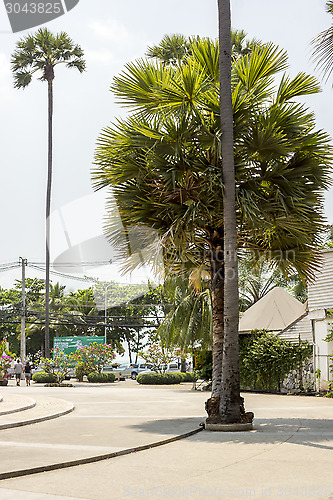 Image of Palm trees in city in tropics