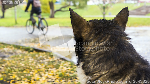 Image of Karelian bear laika watching street