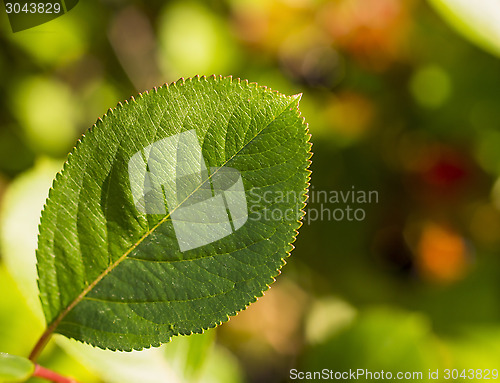 Image of Macro green leaf on summer background