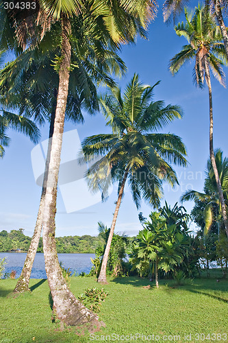 Image of Palm Trees