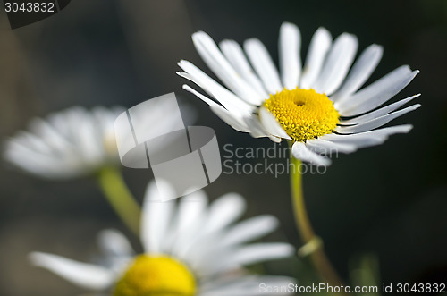 Image of Some chamomile flowers