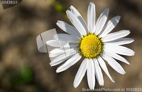 Image of Summer flower chamomile