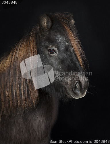 Image of black shetland pony