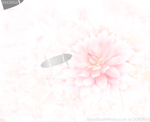Image of Flower Background