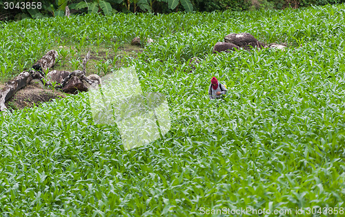 Image of Corn Field Farmer