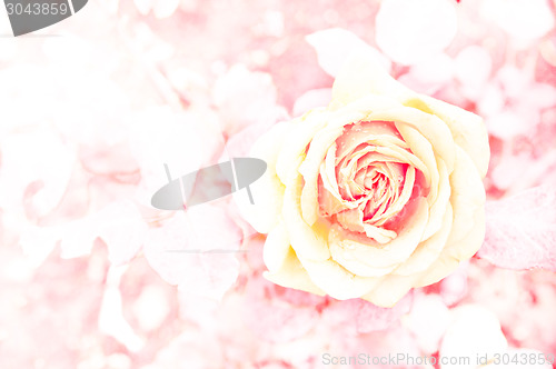 Image of Rose Background
