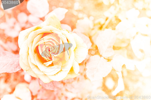 Image of Rose Background