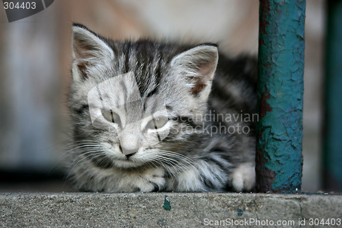 Image of Small grey cat