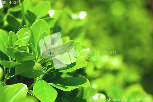 Image of green leaves