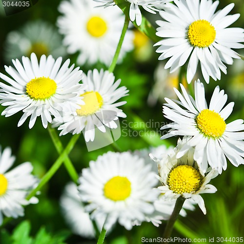 Image of chamomile flowers field