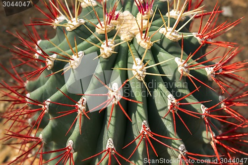 Image of Painted Cactus.