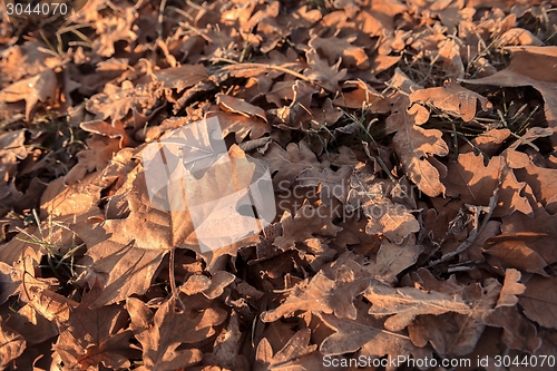 Image of Fallen leaves