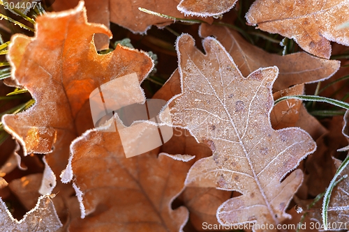 Image of Fallen leaves