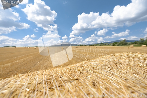 Image of Hay bails on the field