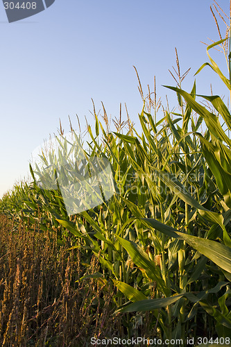 Image of Corn field
