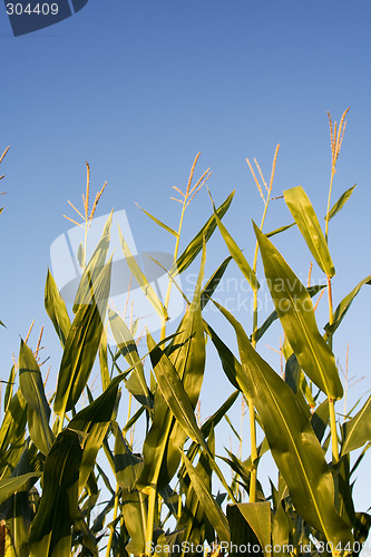 Image of Corn field
