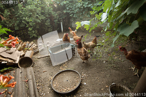 Image of Chickens in the poultry yard eating 