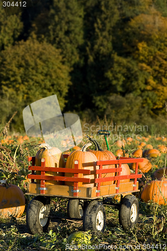 Image of Pumpkin harvest