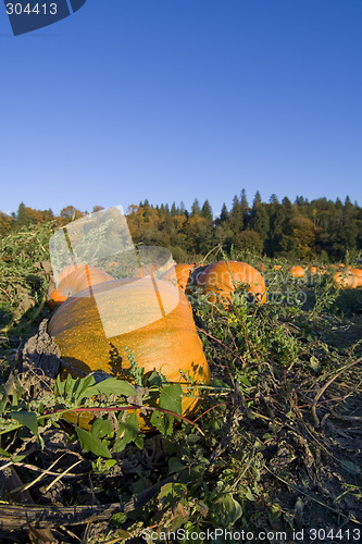 Image of Pumpkins harvest