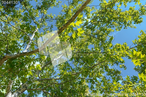 Image of Green leaves of a tree in sunlight