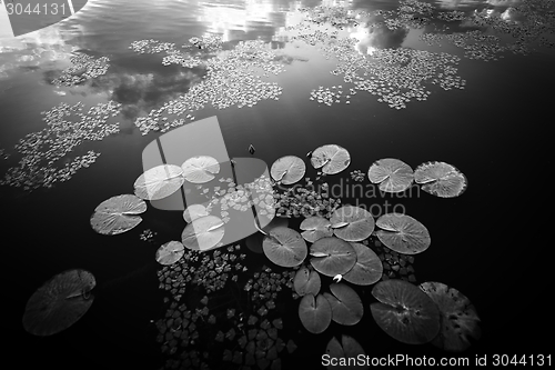 Image of Peaceful place at the pond