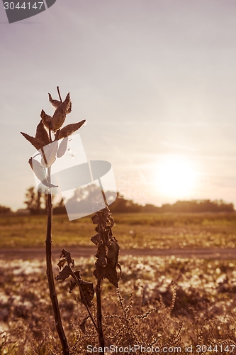 Image of Wild flower in sunset