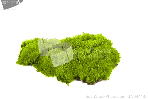 Image of Green moss isolated 
