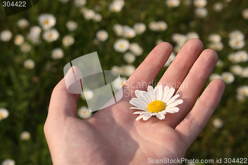 Image of White chamomile flower