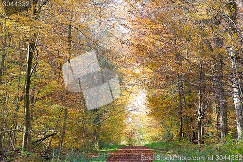 Image of Pathway through the autumn forest