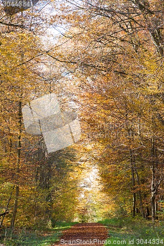 Image of Pathway through the autumn forest