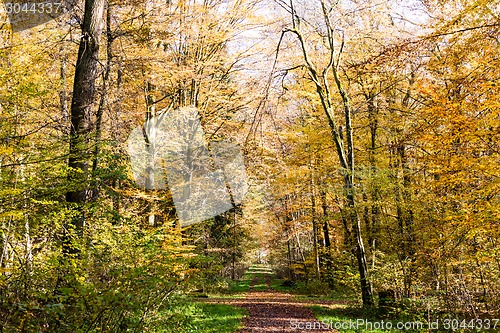 Image of Pathway through the autumn forest