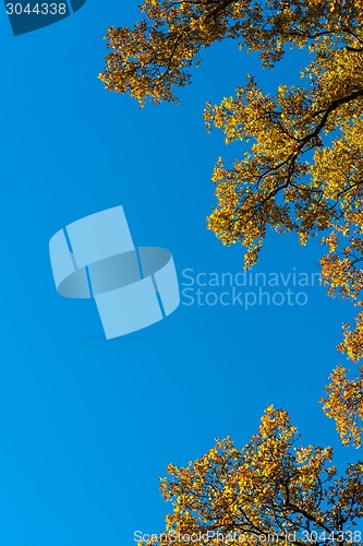 Image of Autumn leaves against blue sky