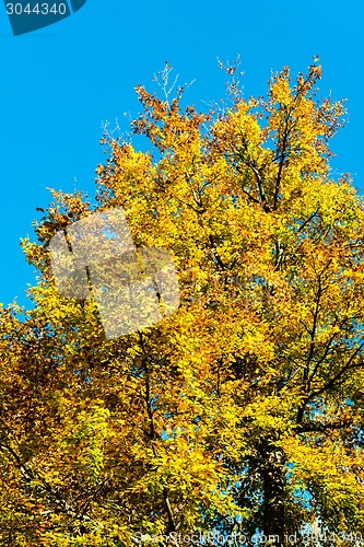 Image of Autumn foliage against blue sky