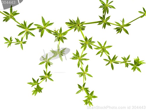 Image of Green leaves

