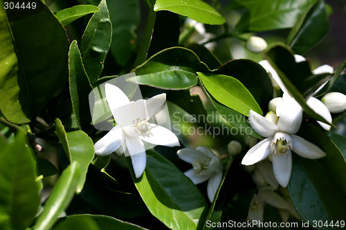 Image of Blossom at orange-tree