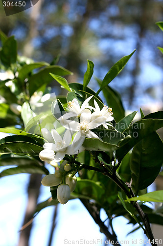 Image of Blossom at orange-tree