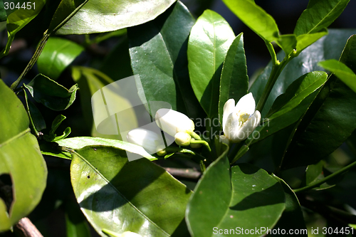 Image of Blossom at orange-tree