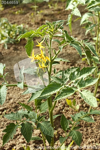 Image of Flowering tomato plants