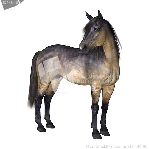 Image of Horse
